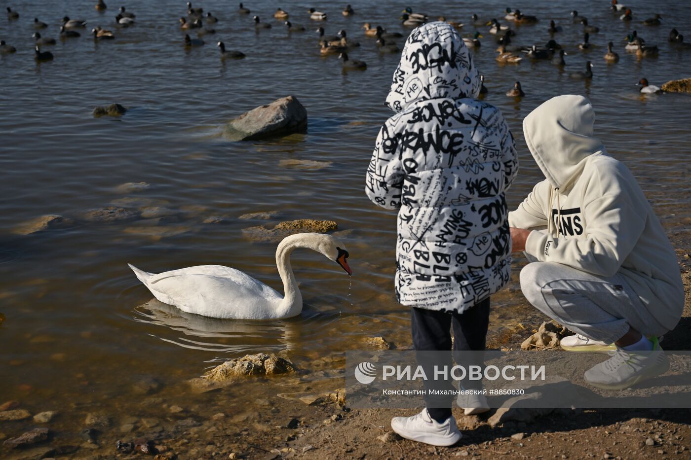 Лебединое озеро в Евпатории