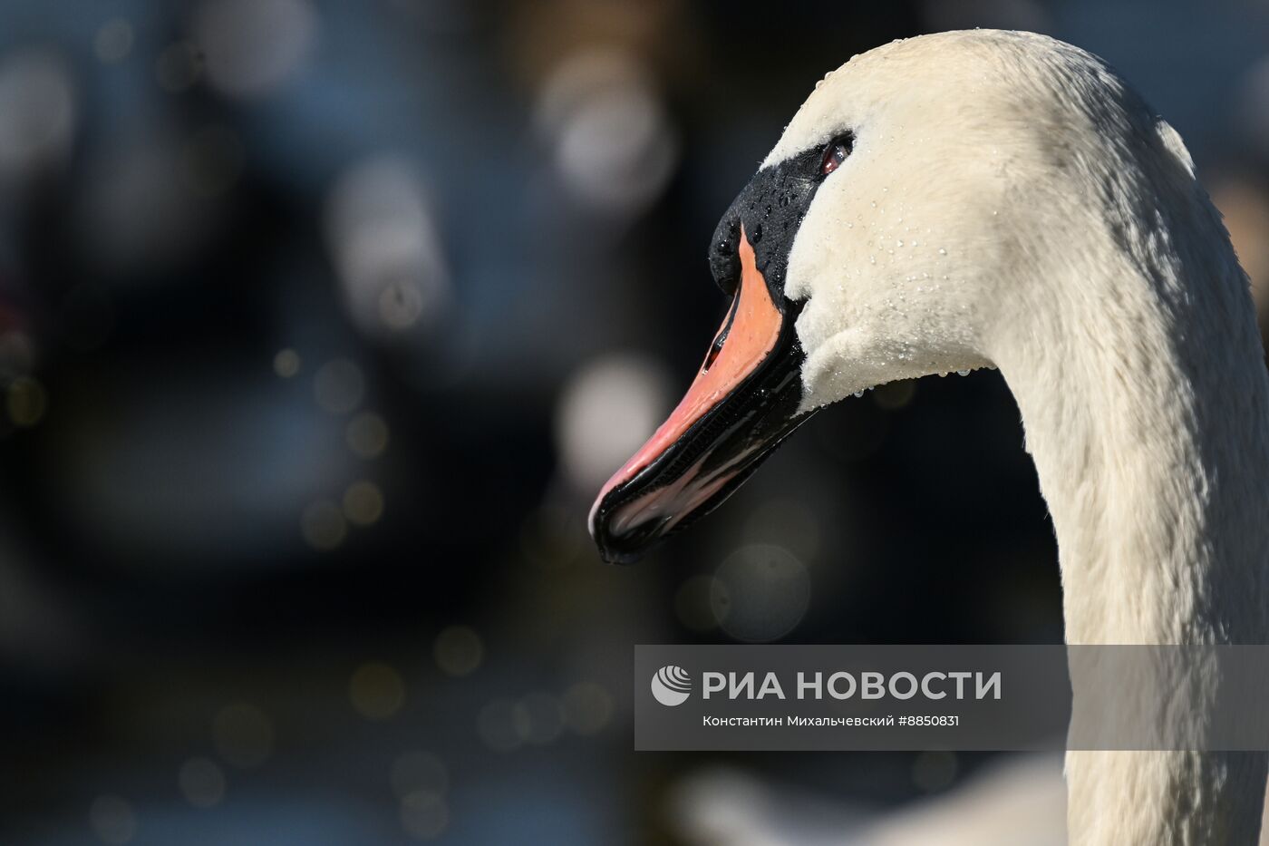 Лебединое озеро в Евпатории