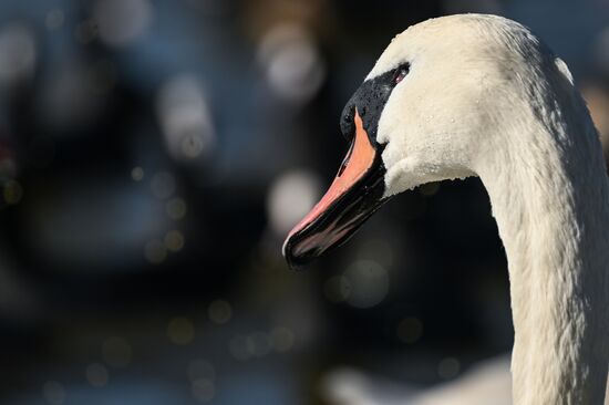 Лебединое озеро в Евпатории