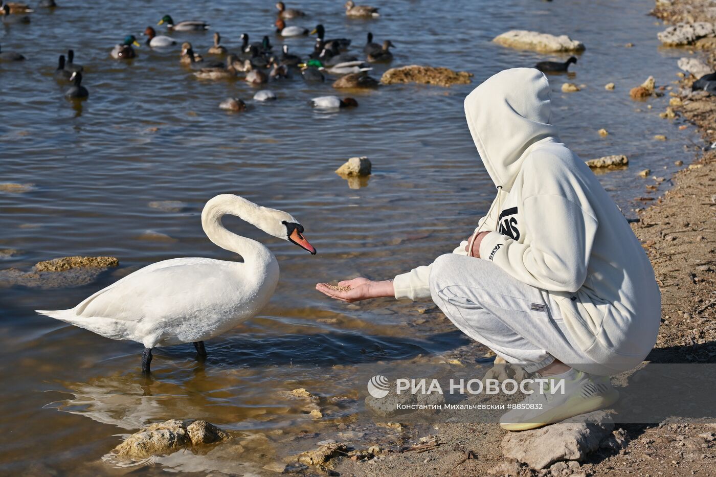 Лебединое озеро в Евпатории