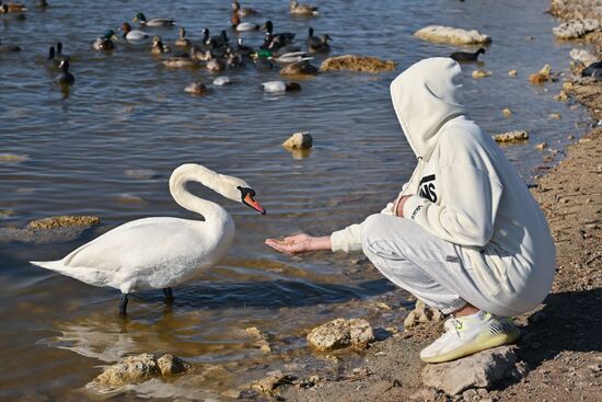 Лебединое озеро в Евпатории