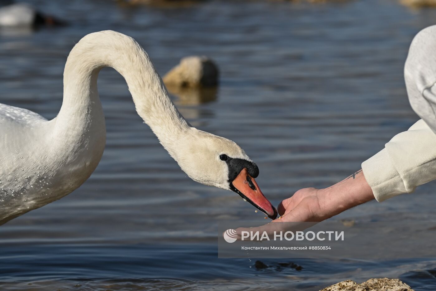 Лебединое озеро в Евпатории