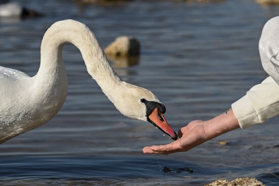 Лебединое озеро в Евпатории