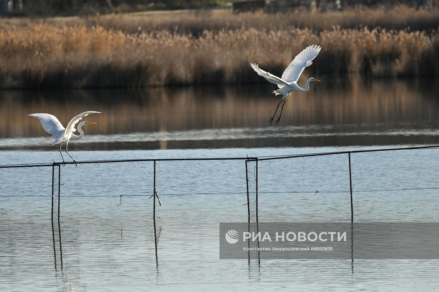 Лебединое озеро в Евпатории