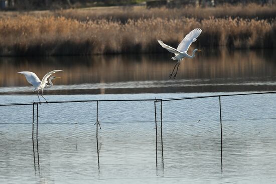 Лебединое озеро в Евпатории