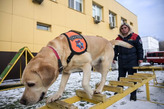 Тренировка собак-спасателей в пожарно-спасательном центре