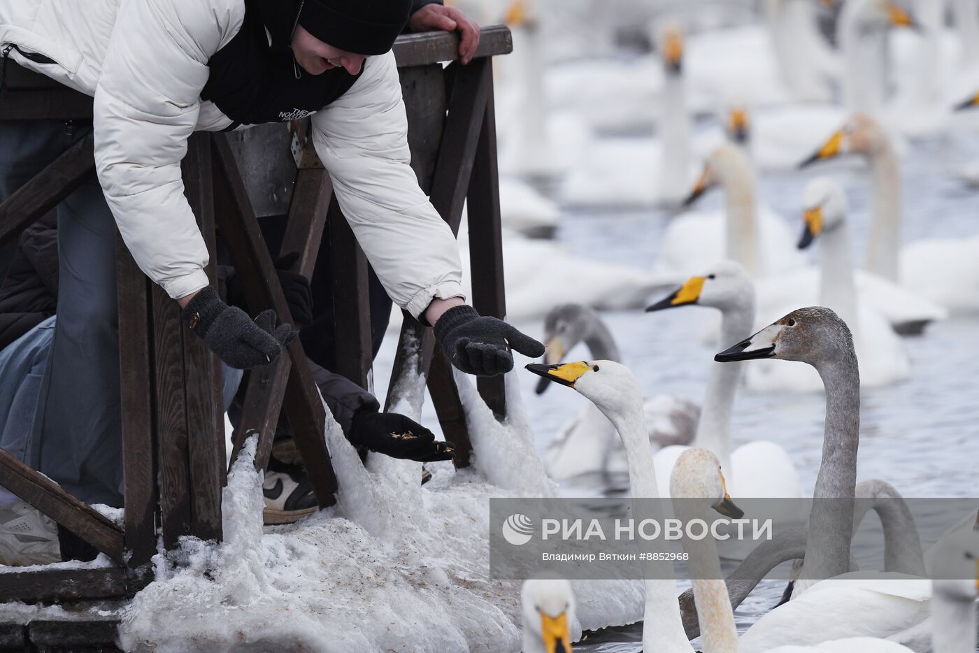 Зимовка лебедей в Алтайском крае