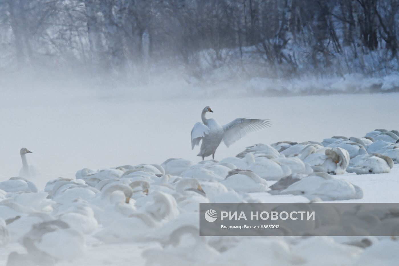 Зимовка лебедей в Алтайском крае