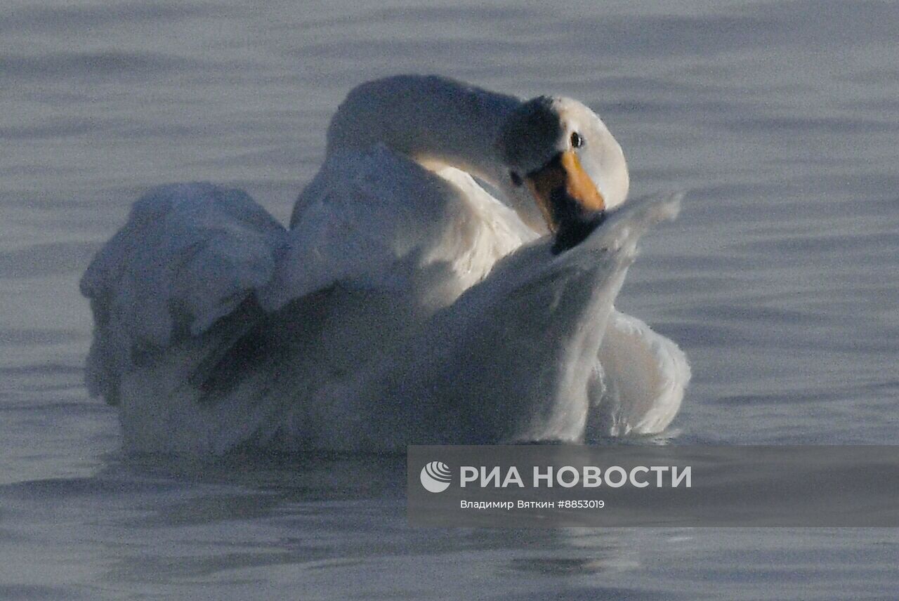 Зимовка лебедей в Алтайском крае