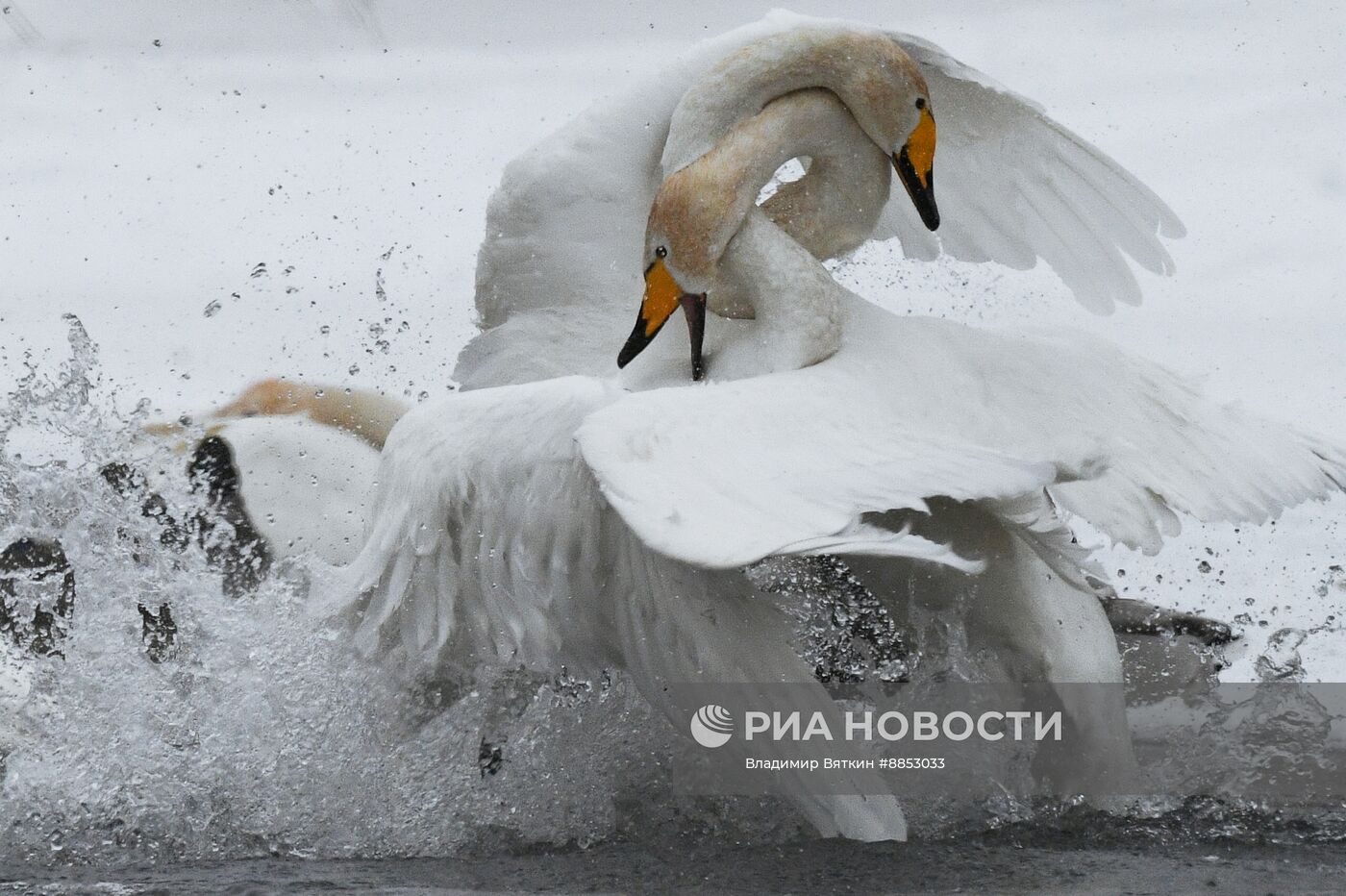 Зимовка лебедей в Алтайском крае