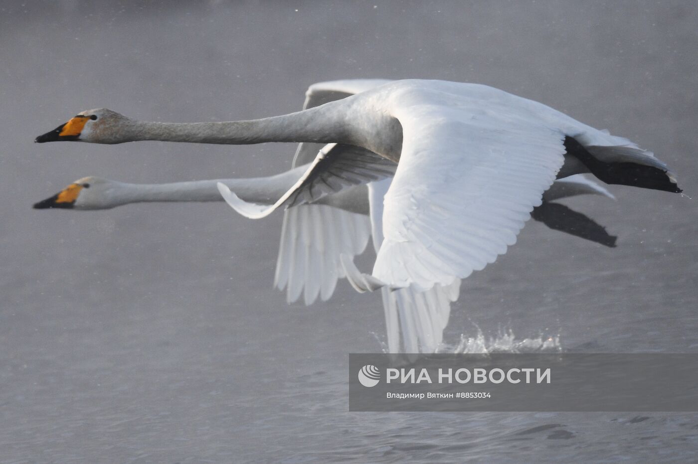 Зимовка лебедей в Алтайском крае