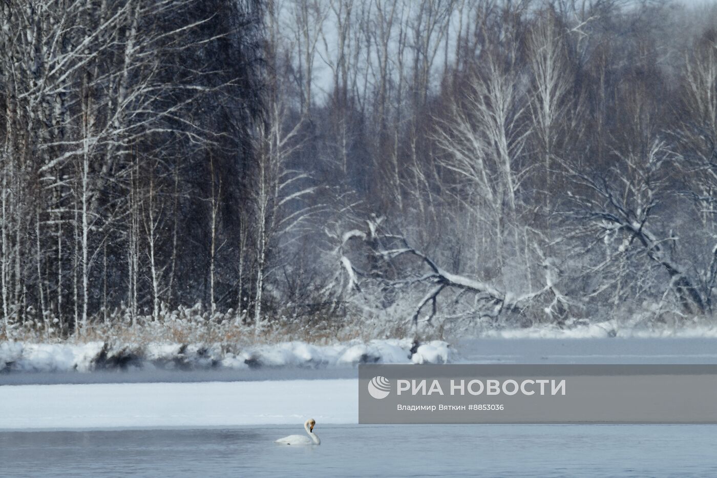 Зимовка лебедей в Алтайском крае