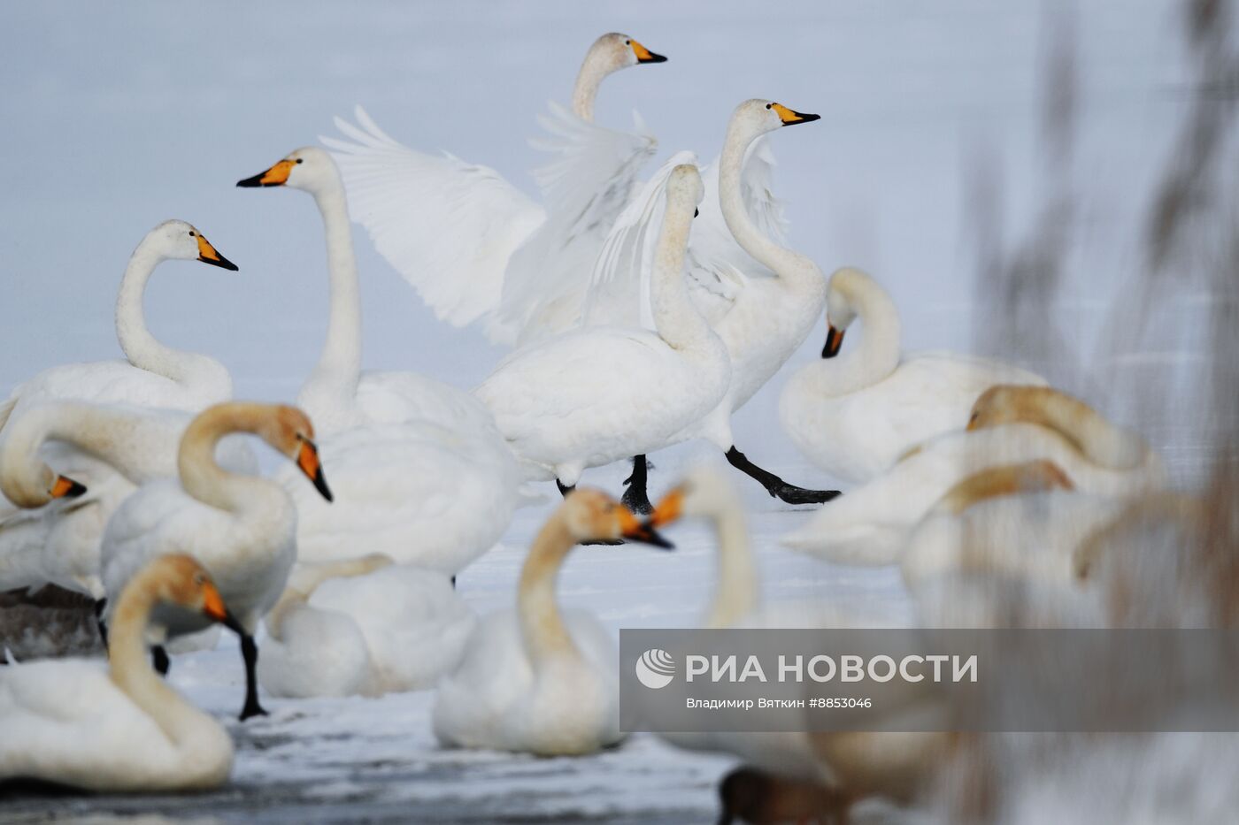 Зимовка лебедей в Алтайском крае