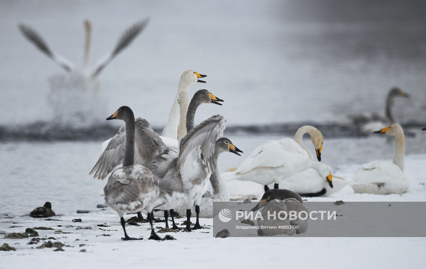 Зимовка лебедей в Алтайском крае