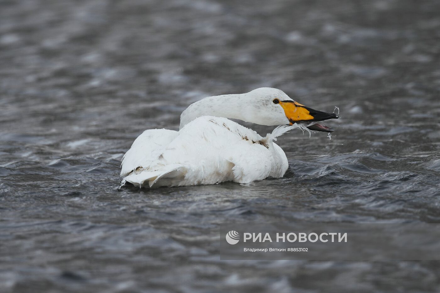 Зимовка лебедей в Алтайском крае