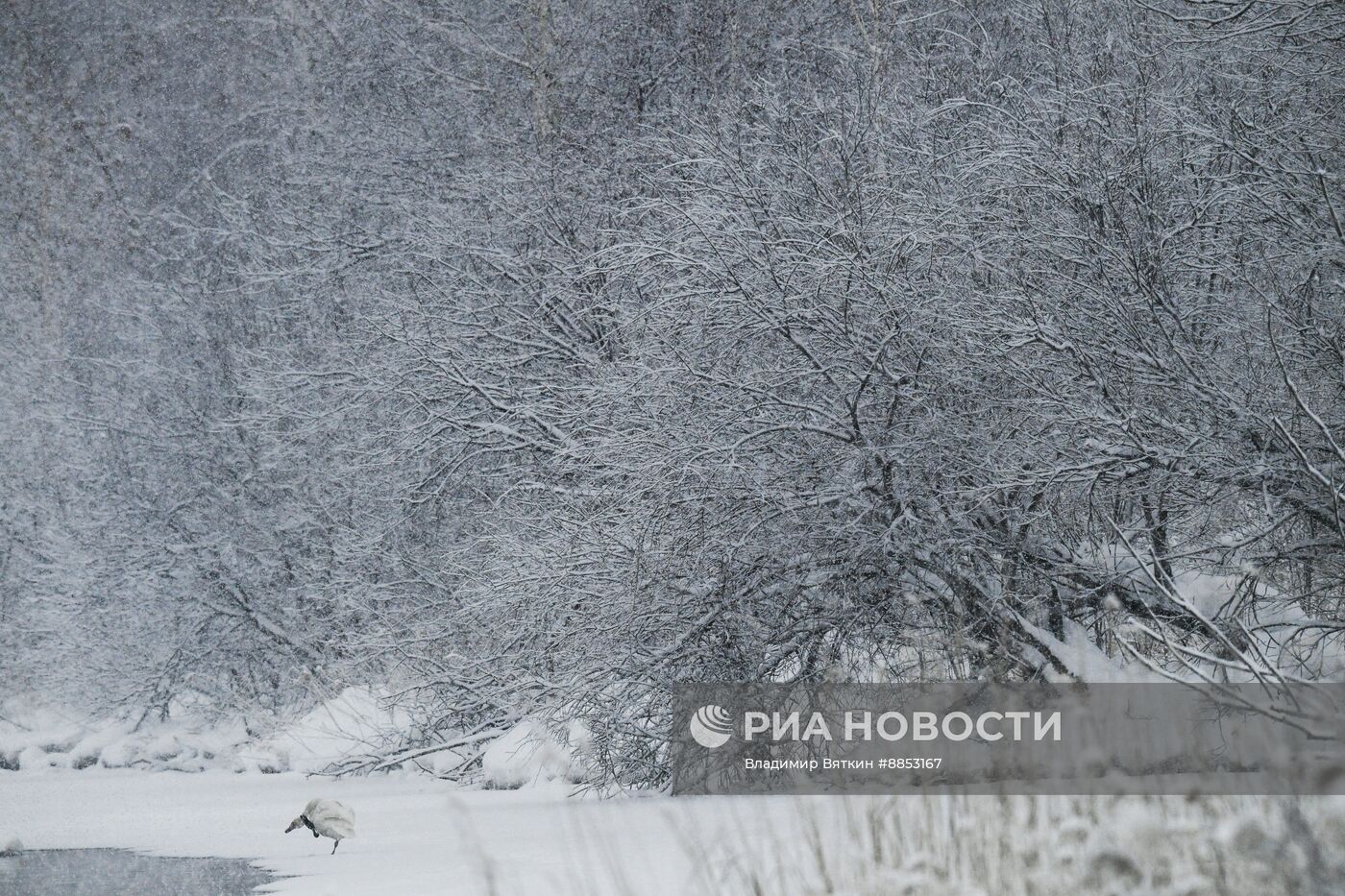 Зимовка лебедей в Алтайском крае