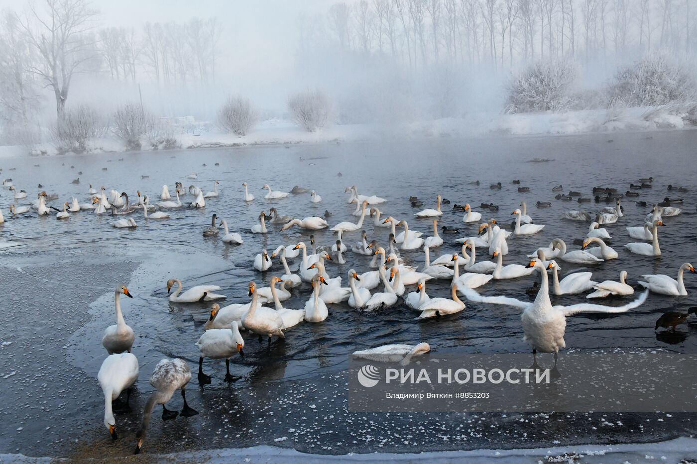 Зимовка лебедей в Алтайском крае