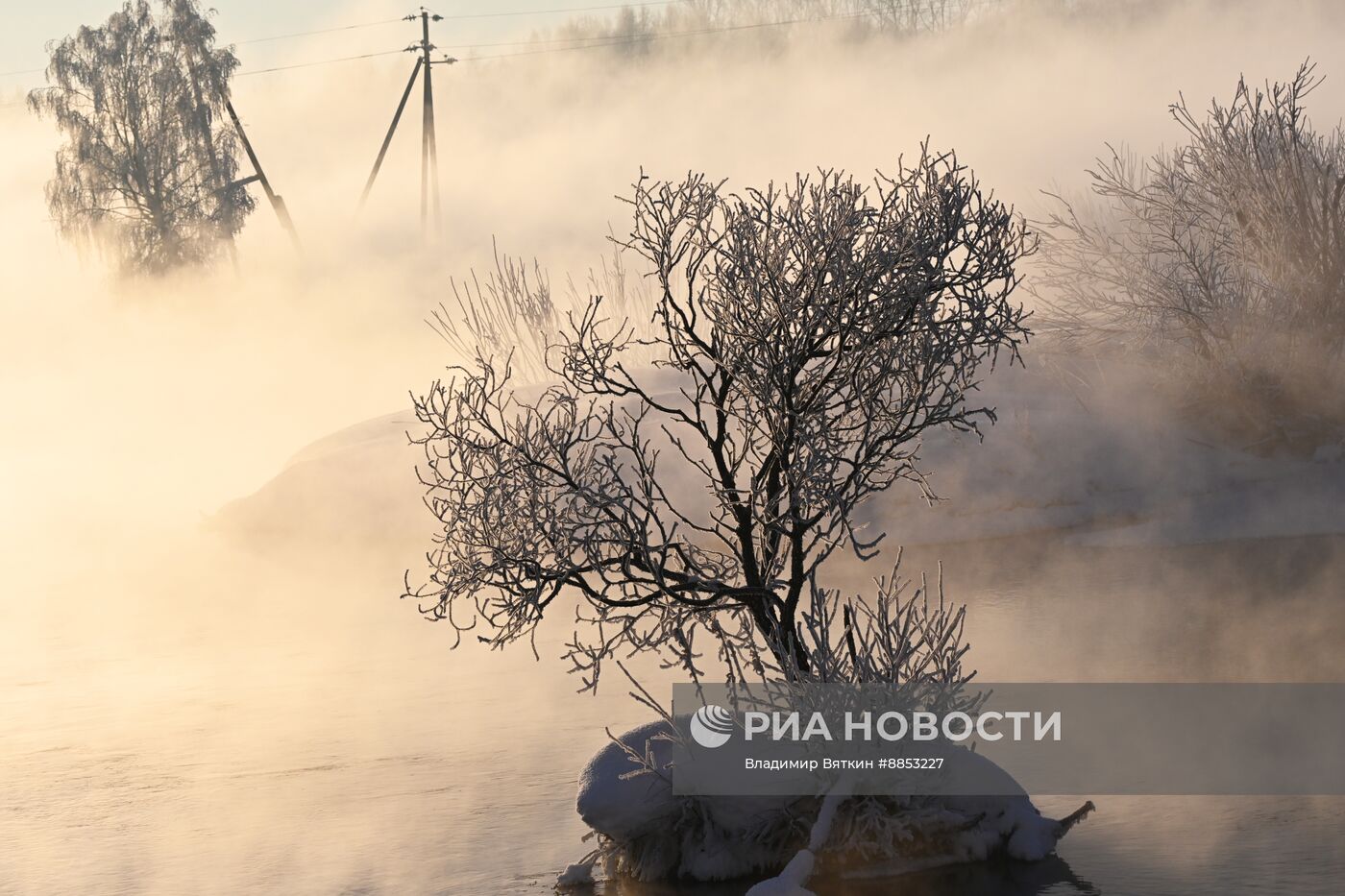 Зимовка лебедей в Алтайском крае