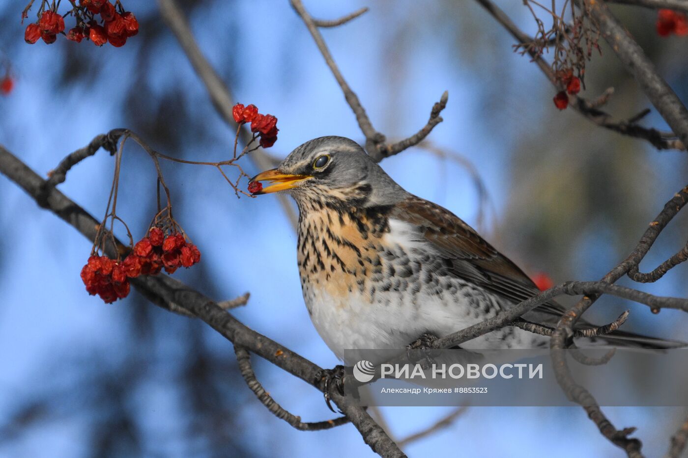 Зима в Новосибирске 