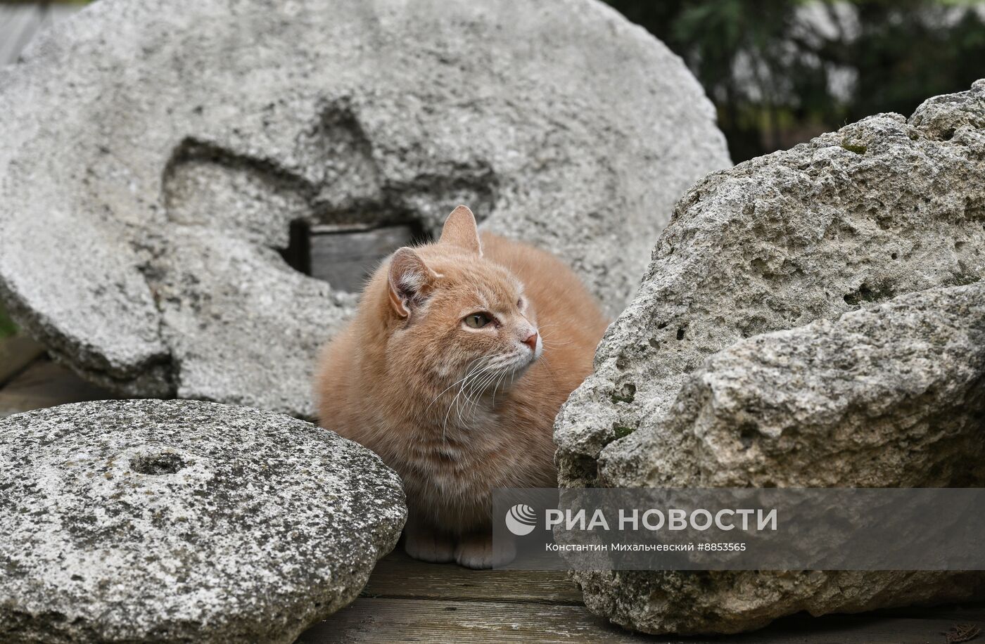 Музеи Херсонес Таврический и "Новый Херсонес"