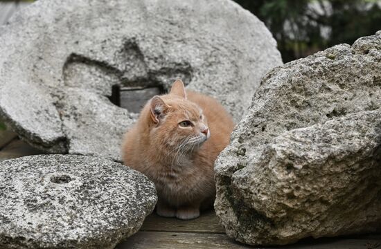 Музеи Херсонес Таврический и "Новый Херсонес"