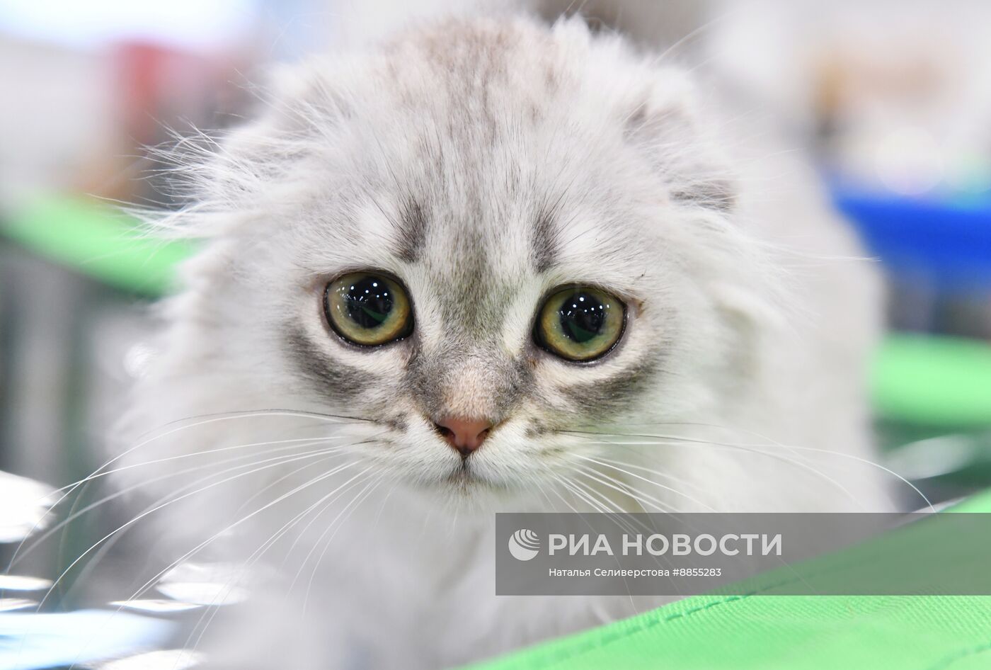 Выставка "КоШарики Шоу" в Москве