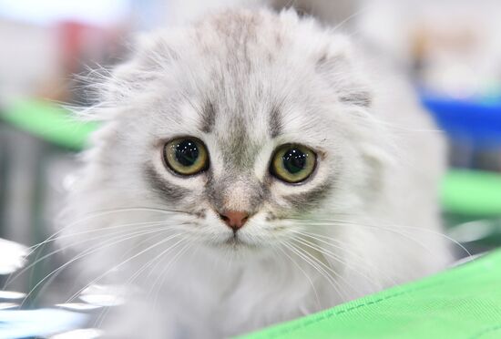 Выставка "КоШарики Шоу" в Москве