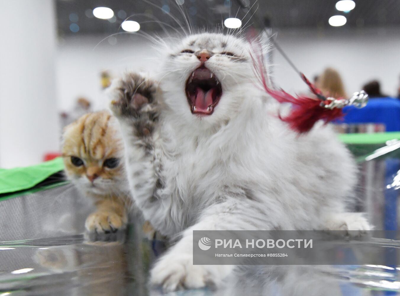 Выставка "КоШарики Шоу" в Москве