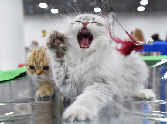 Выставка "КоШарики Шоу" в Москве