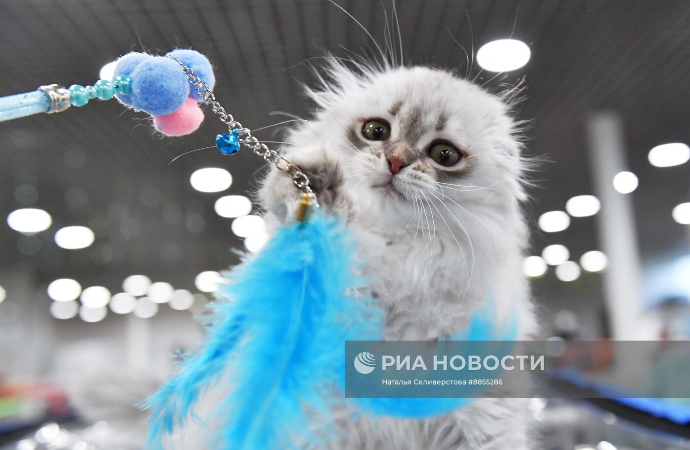 Выставка "КоШарики Шоу" в Москве