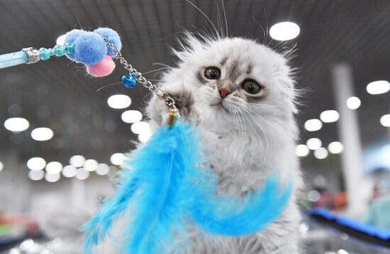 Выставка "КоШарики Шоу" в Москве