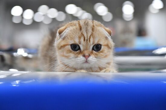 Выставка "КоШарики Шоу" в Москве