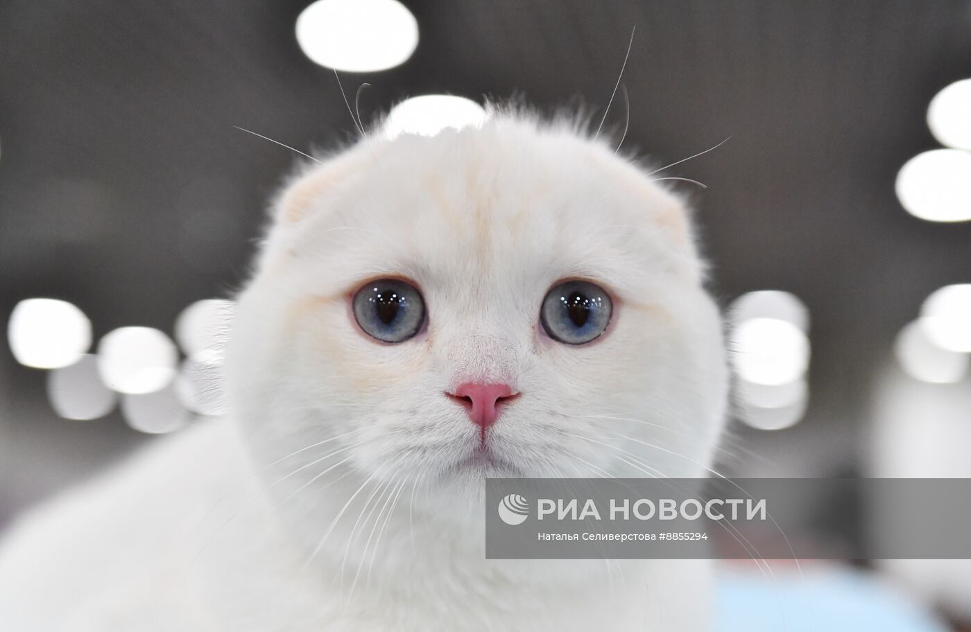 Выставка "КоШарики Шоу" в Москве