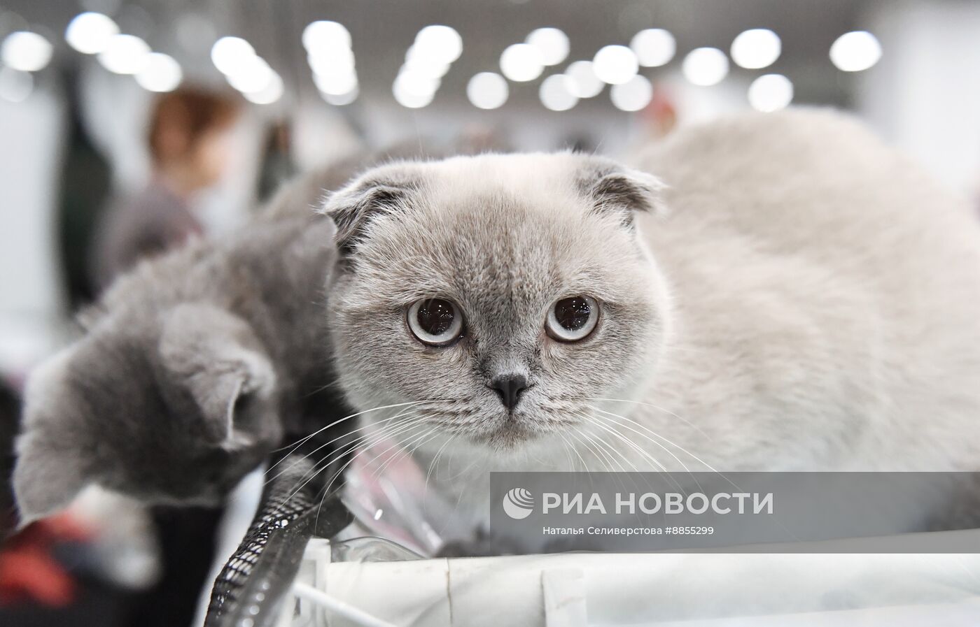 Выставка "КоШарики Шоу" в Москве