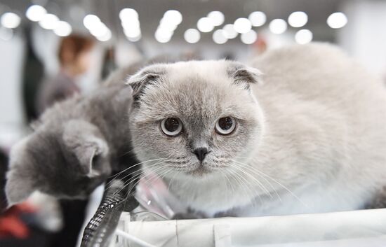 Выставка "КоШарики Шоу" в Москве