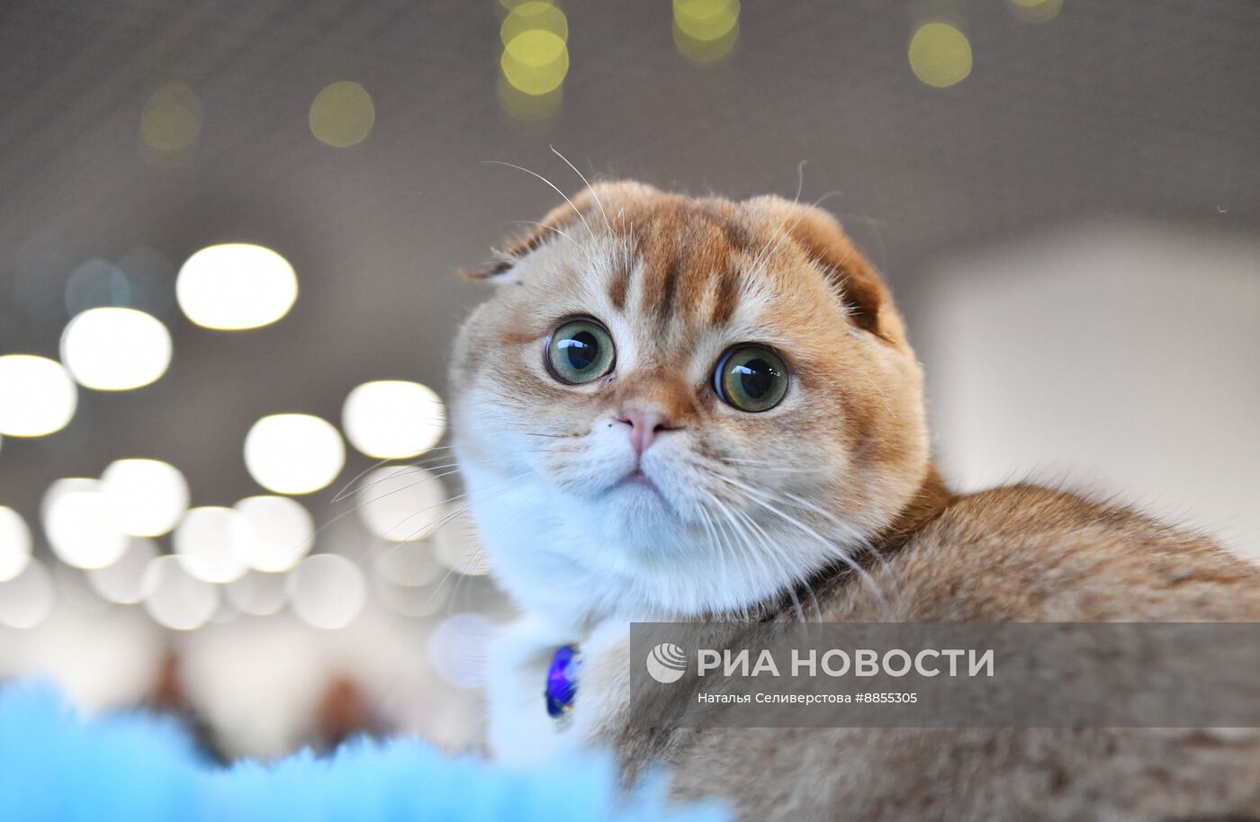 Выставка "КоШарики Шоу" в Москве