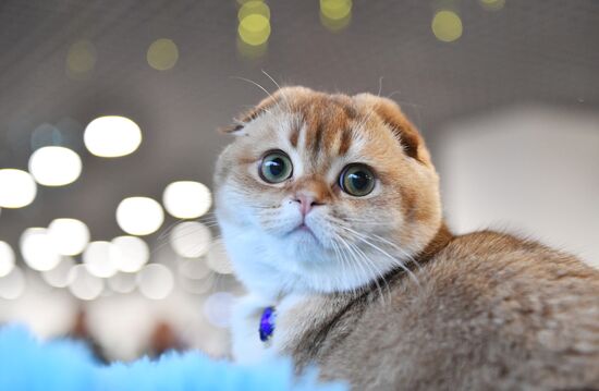 Выставка "КоШарики Шоу" в Москве