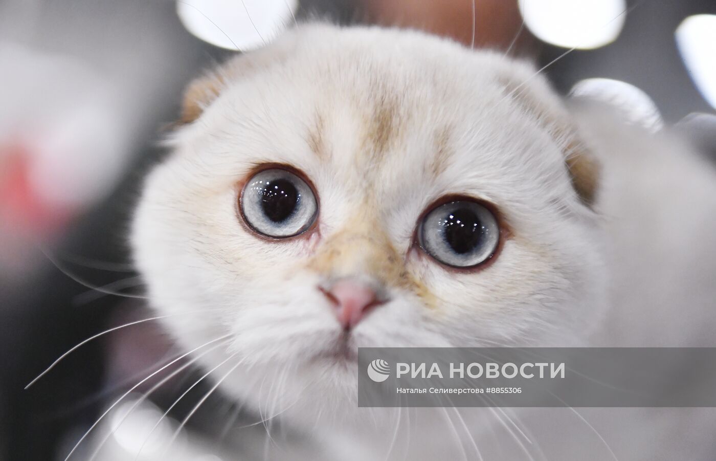 Выставка "КоШарики Шоу" в Москве