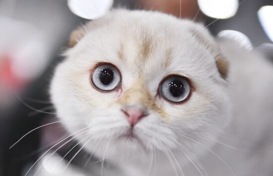 Выставка "КоШарики Шоу" в Москве