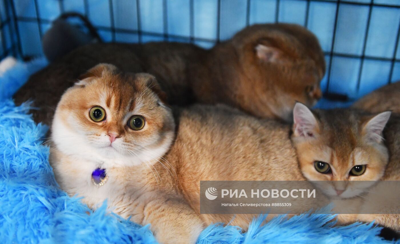 Выставка "КоШарики Шоу" в Москве