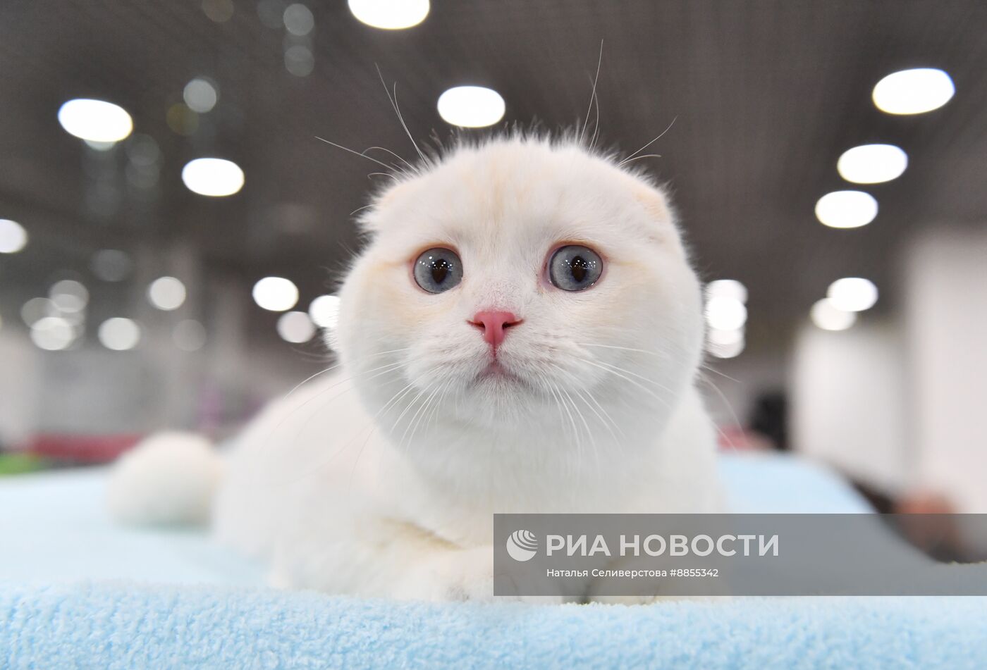 Выставка "КоШарики Шоу" в Москве