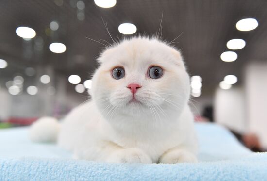 Выставка "КоШарики Шоу" в Москве