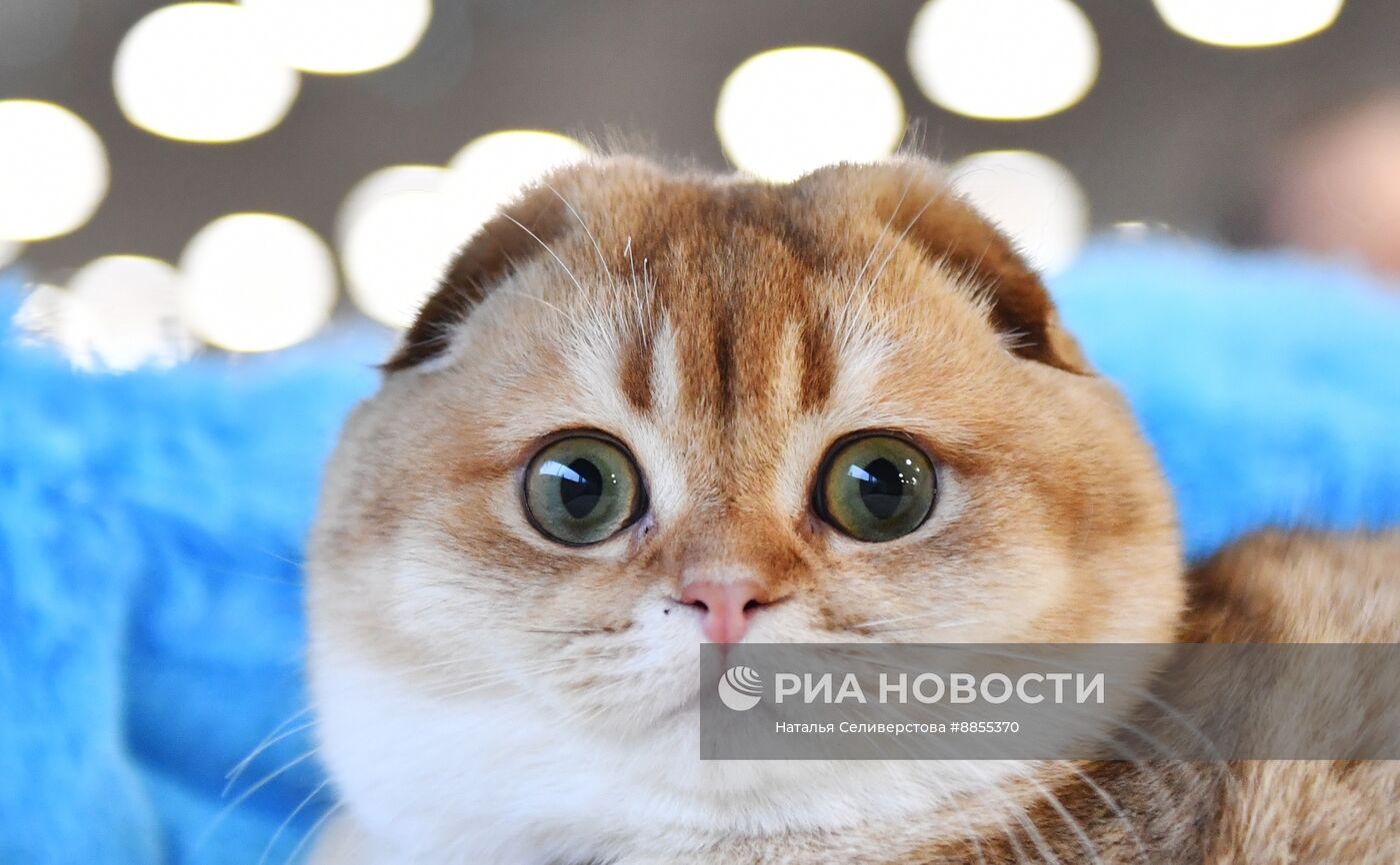 Выставка "КоШарики Шоу" в Москве