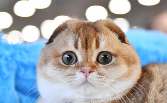 Выставка "КоШарики Шоу" в Москве