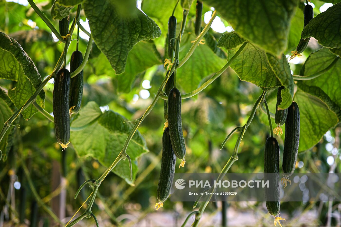 Тепличный комплекс по выращиванию овощей 