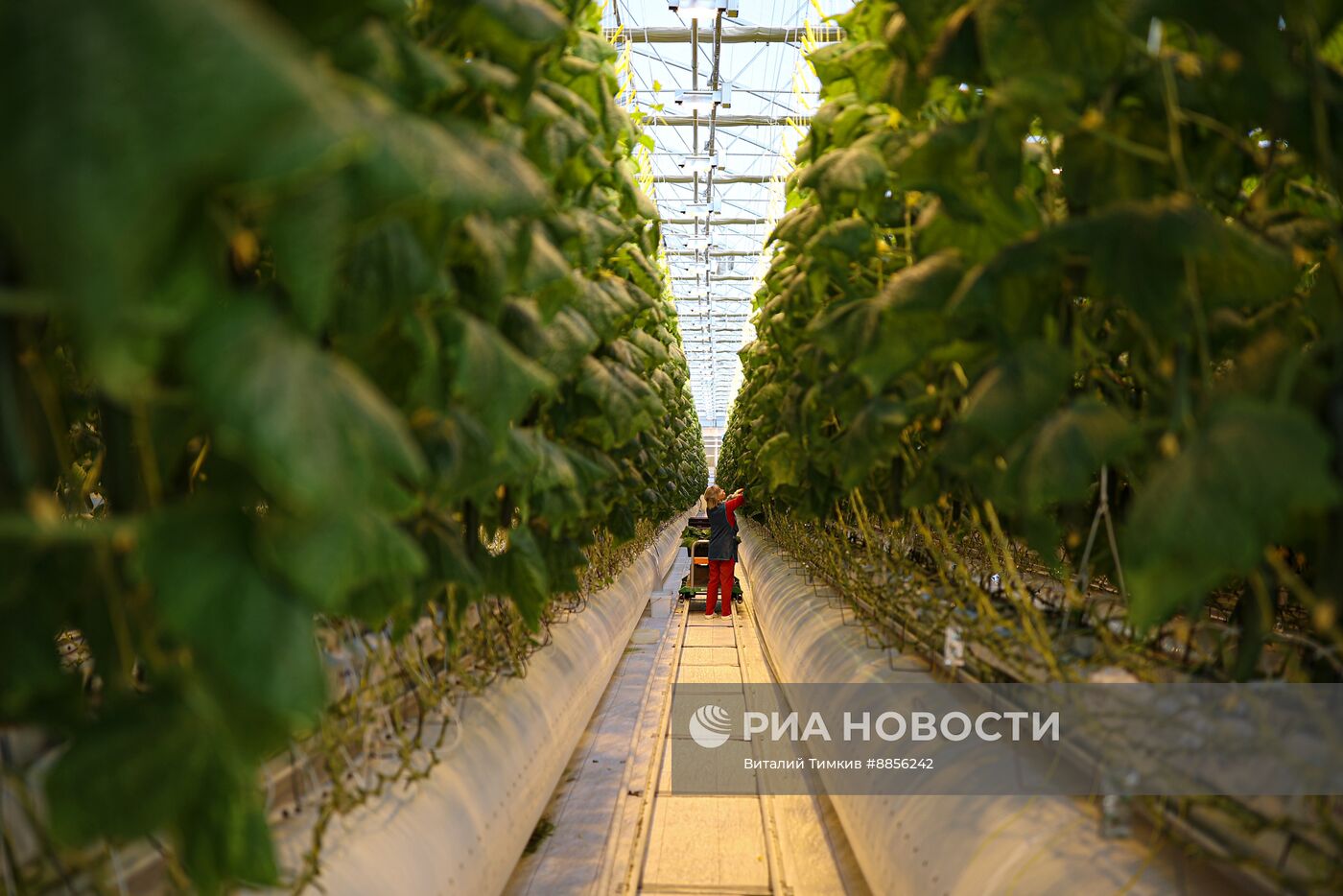 Тепличный комплекс по выращиванию овощей 