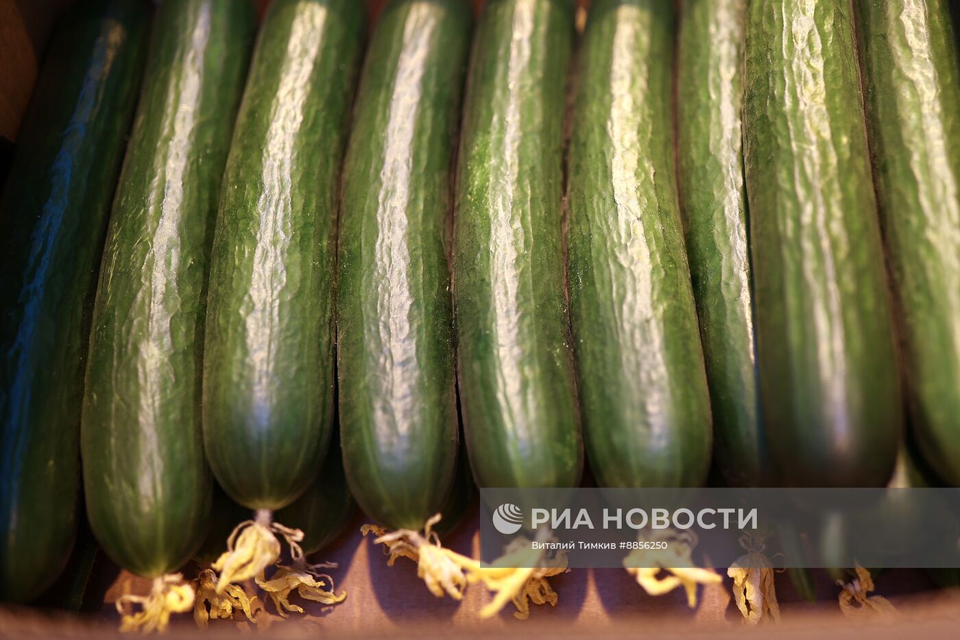 Тепличный комплекс по выращиванию овощей 