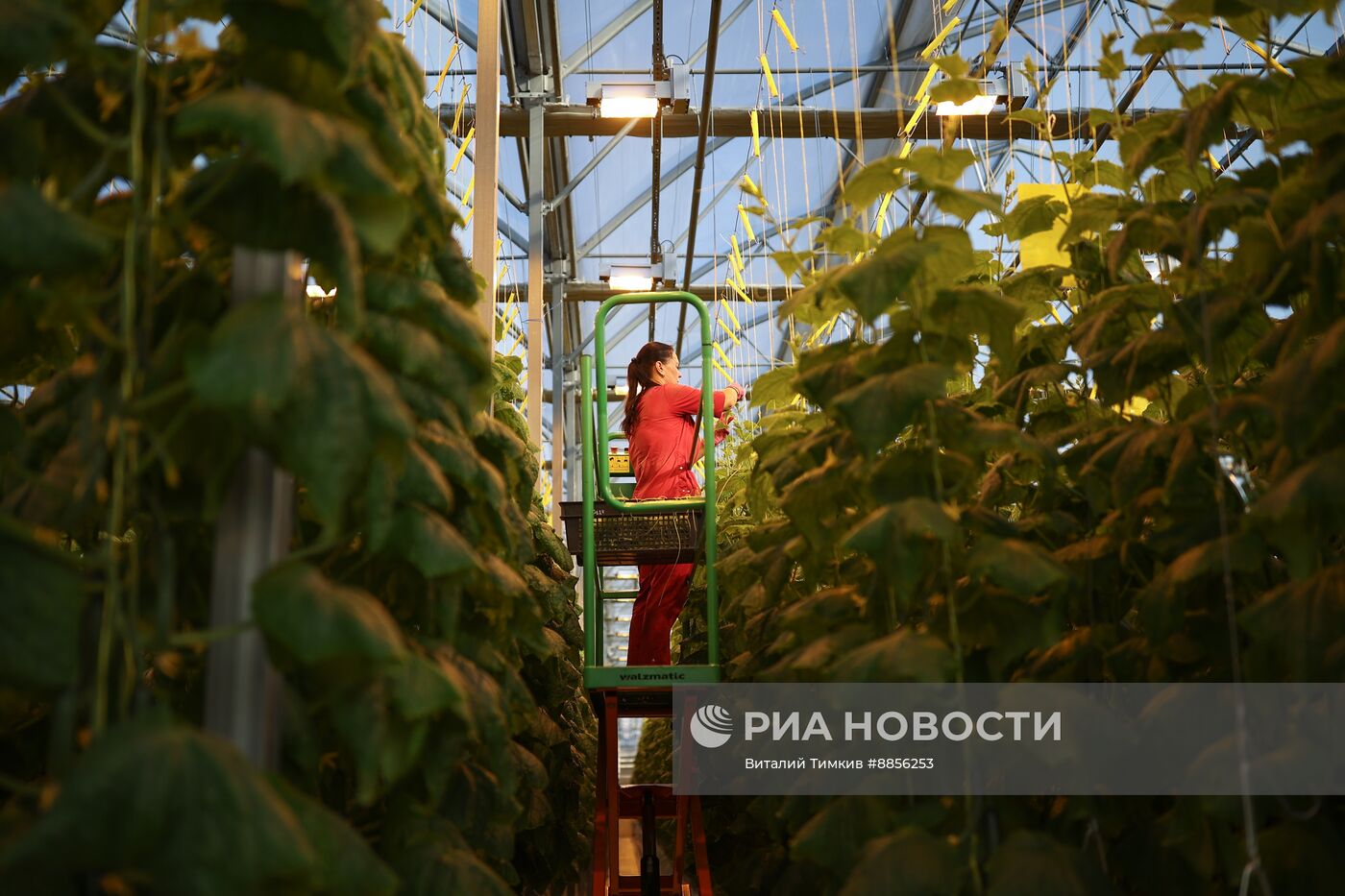 Тепличный комплекс по выращиванию овощей 