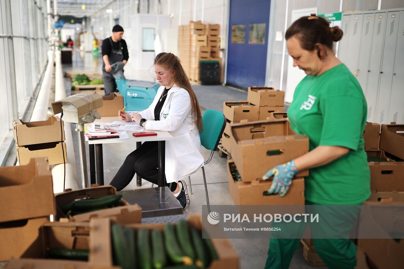 Тепличный комплекс по выращиванию овощей 