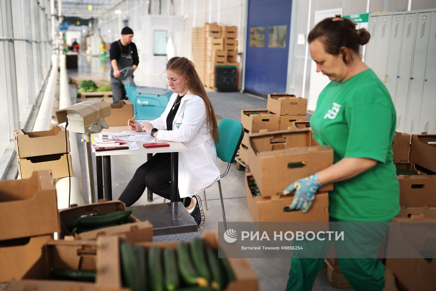 Тепличный комплекс по выращиванию овощей 